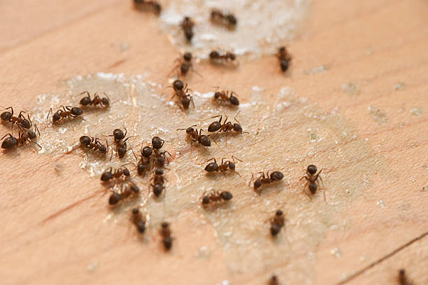 Wasp Removal Services in Ohatchee, AL
