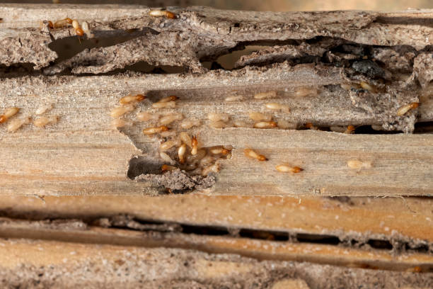 Best Spider Control Near Me  in Ohatchee, AL